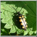 Leptura quadrifasciata - Vierbindiger Schmalbock 08.jpg